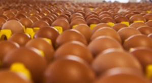 Trazabilidad de los alimentos